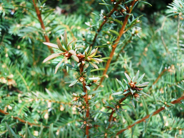 identificazione - Taxus baccata